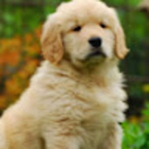 Meet your Posher, Bridget